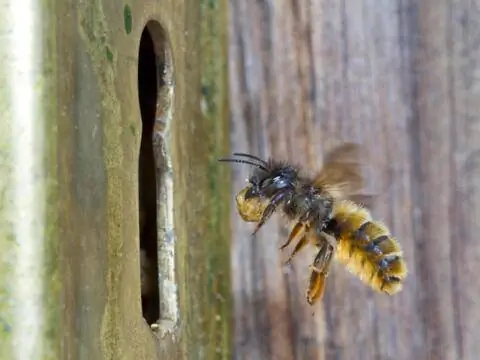 Ржавчина красная пчела-каменщик (Osmia bicornis)