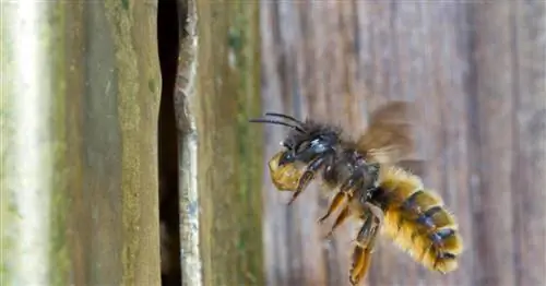 Пчелы-каменщики