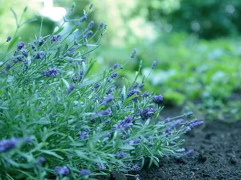 Лаванда на пчелиной грядке Бурда