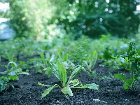 Множество ароматов, сусальное серебро или анемоны - многие растения сейчас процветают на Арабеллаштрассе и в будущем послужат источником пищи для пчел.