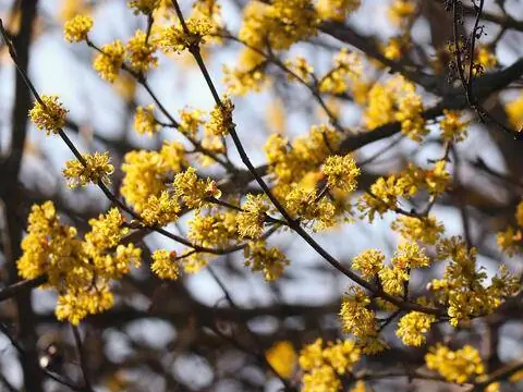 Цветки кизила
