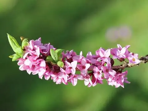 Цветущая Дафна