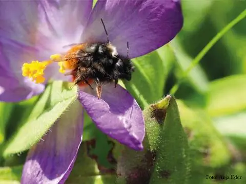 Рогатая пчела-каменщик (Osmia cornuta)