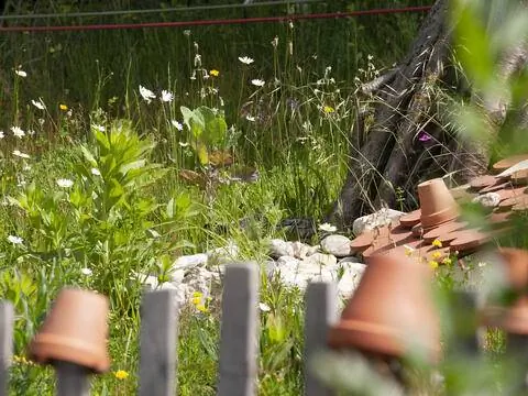 где живут дикие пчелы