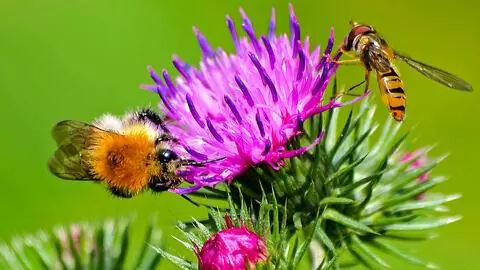 Шмель и журчалка сосут нектар