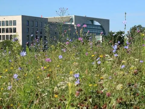 Луга с полевыми цветами перед рейхсканцелярией в Берлине.