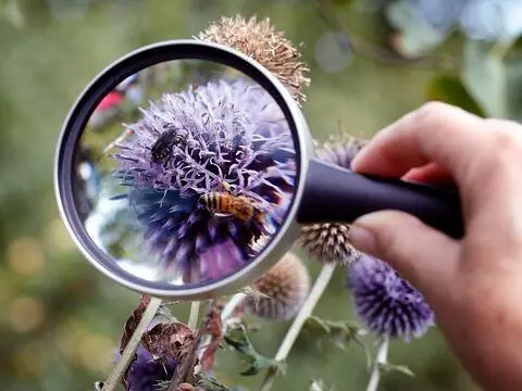 Медоносные пчелы и майские жуки на чертополохе, наблюдение через увеличительное стекло во время летней кампании NABU по борьбе с насекомыми.