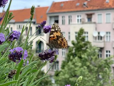 Нарисованная Леди на лаванде посреди города на удобном для жуков балконе.