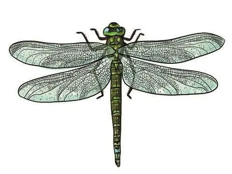 Сине-зеленая русалка как рисунок.