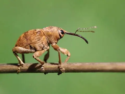 Обыкновенный желудь на ветке.