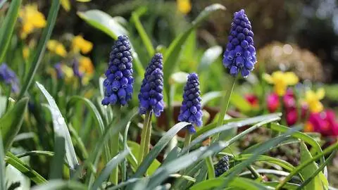 виноградные гиацинты