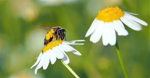 Давайте снова beebetter вместе