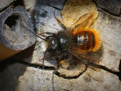 Самец рогатой пчелы-каменщика