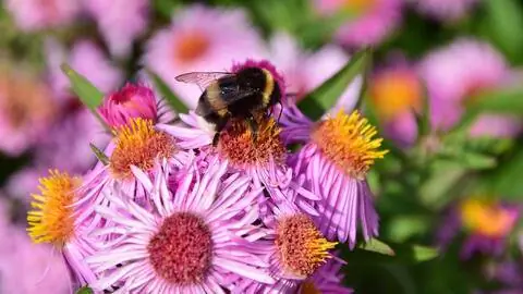 Астры со шмелем