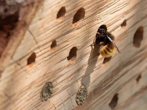 Дикие пчелы с близкого расстояния - это возможно с помощью вспомогательных средств для гнездования