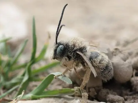 Более половины наших местных диких пчел гнездятся на земле.