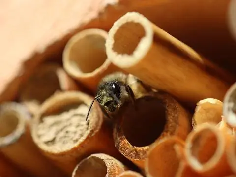 Вторая по величине группа - гнездящиеся гнезда, такие как пчелы-каменщики.