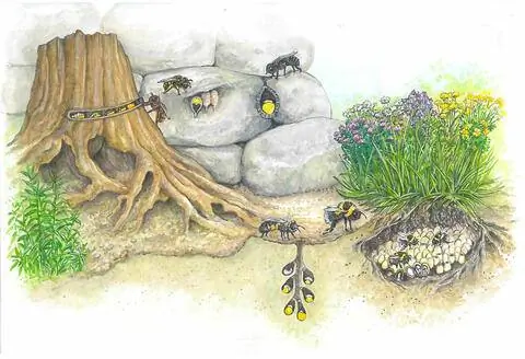 различные гнезда диких пчел