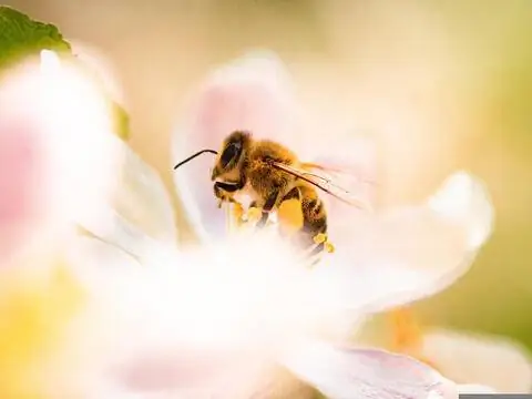 Пчела в ванне с пыльцой