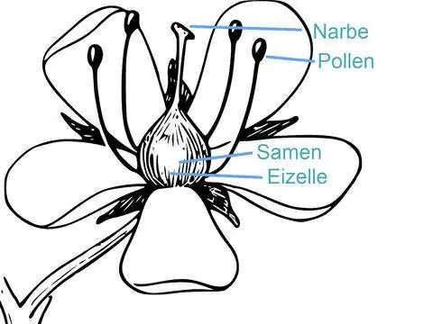 строение цветка