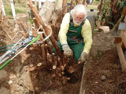 Объявление войны живой изгороди из туи