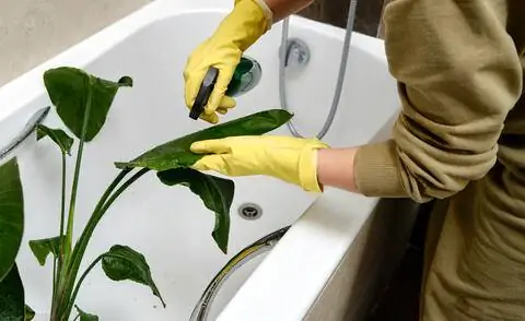 Промыть комнатное растение