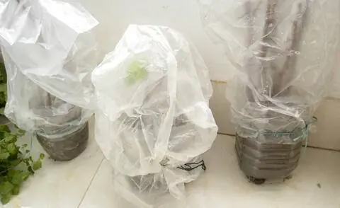 Растения, изолированные под фольгой