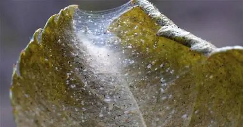 Паутинный клещ? Эти 5 домашних средств помогут