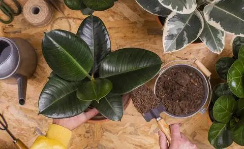 Пересадка каучукового дерева