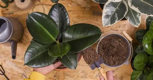 Пересадка каучукового дерева: как это работает