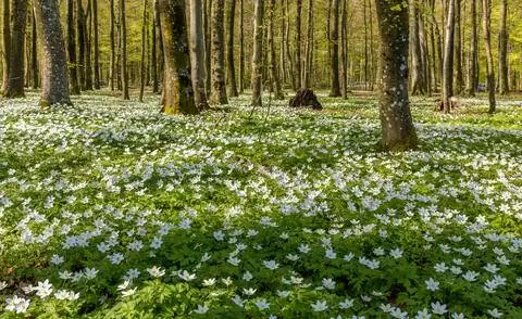 Ковер из цветов из древесных анемонов