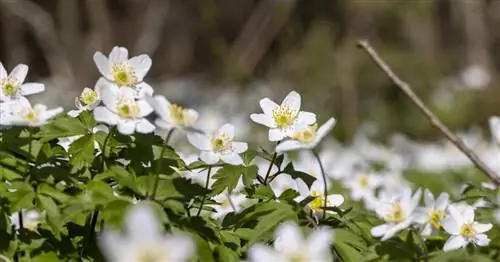 Древесный анемон: 3 совета для отличного цветка
