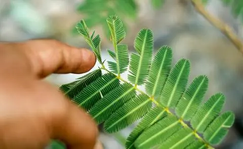 Прикоснуться к листьям мимозы