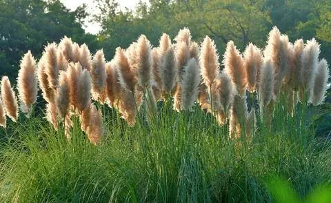 пампасная трава