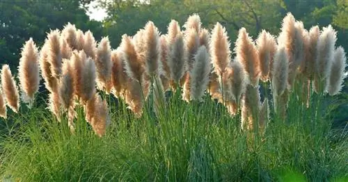 Косить пампасную траву прямо сейчас: да или нет?