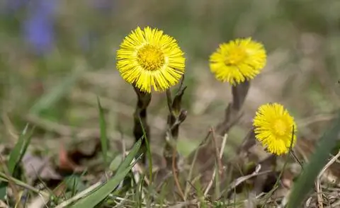 мать-и-мачеха