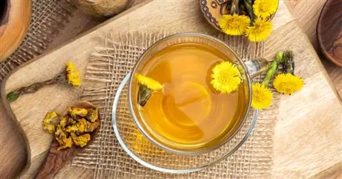 Чай из мать-и-мачехи: применение и действие