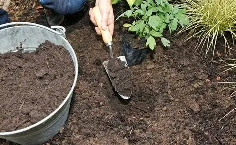 богатая гумусом садовая почва