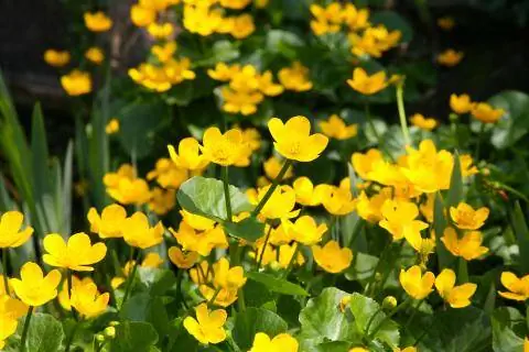 Бархатцы болотные (C altha palustris)