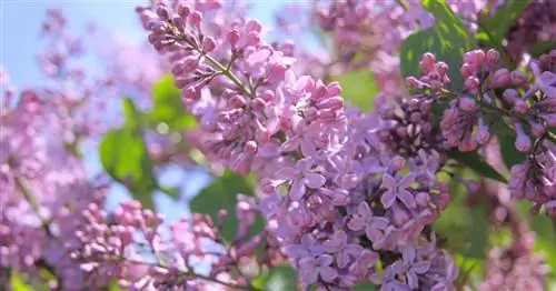 Изменение климата: у каких растений есть будущее в саду?