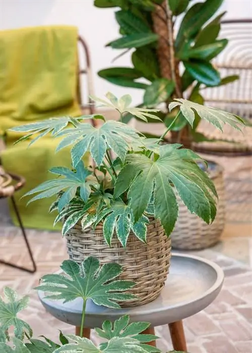 Аралия домашняя (Fatsia japonica)
