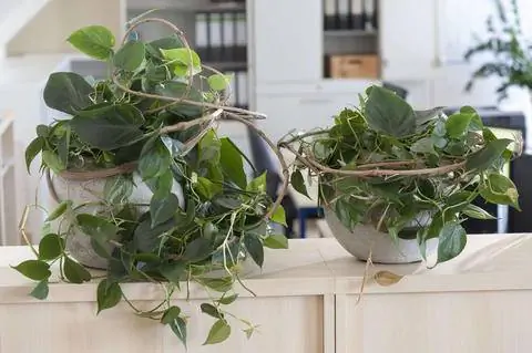Вьющийся филодендрон (Philodendron scandens)