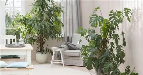 Придайте своему дому атмосферу тропиков с помощью экзотических комнатных растений