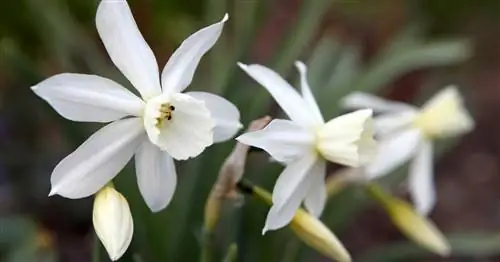Нарциссы: 5 самых красивых сортов