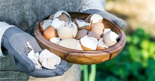 Яичная скорлупа: насколько она хороша в качестве удобрения?