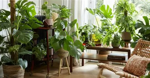 Комнатные растения с большими листьями: 5 самых красивых видов