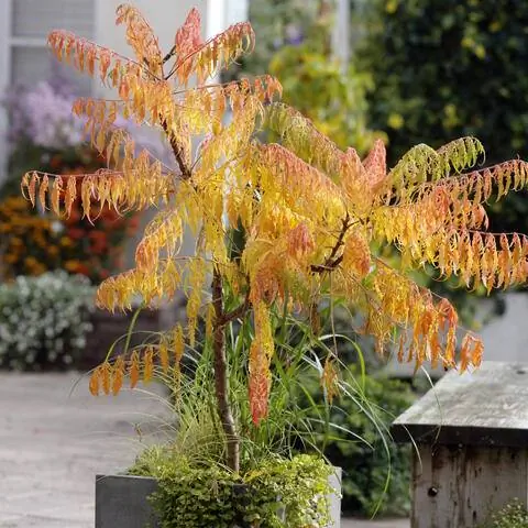 Rhus typhina 'Dissecta' в кадке с осенними цветами