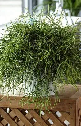 коралловый кактус