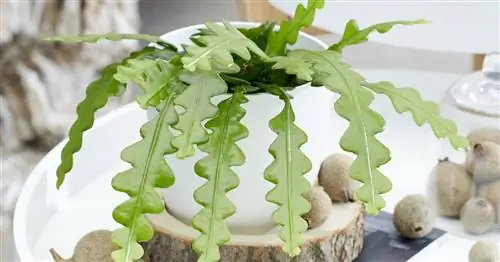 Висячие суккуленты: 5 самых красивых видов