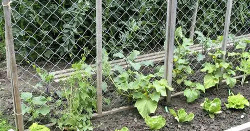 Смешанное выращивание огурцов